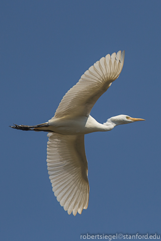 great egret